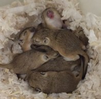 Mongolian gerbils